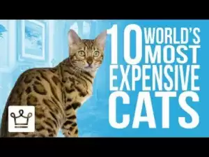 Video: Top 10 Most Expensive Cat Breeds In The World